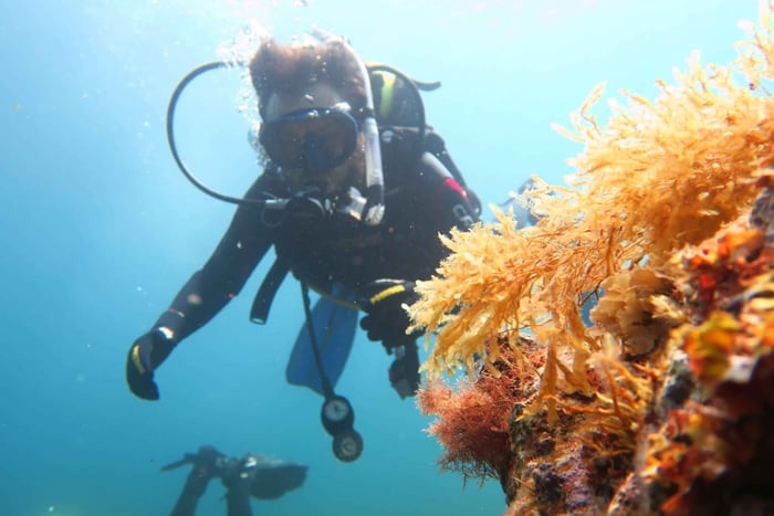 immersioni subacquee per principianti con registrazione Dive