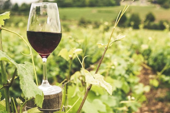 Secret Cave Wine & Tasting Experience in the Heart of Madrid