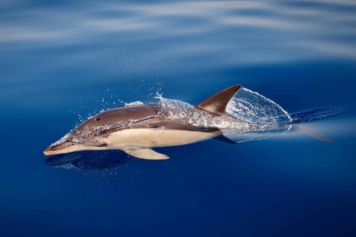Marbella: Dolphin Watching Boat Tour