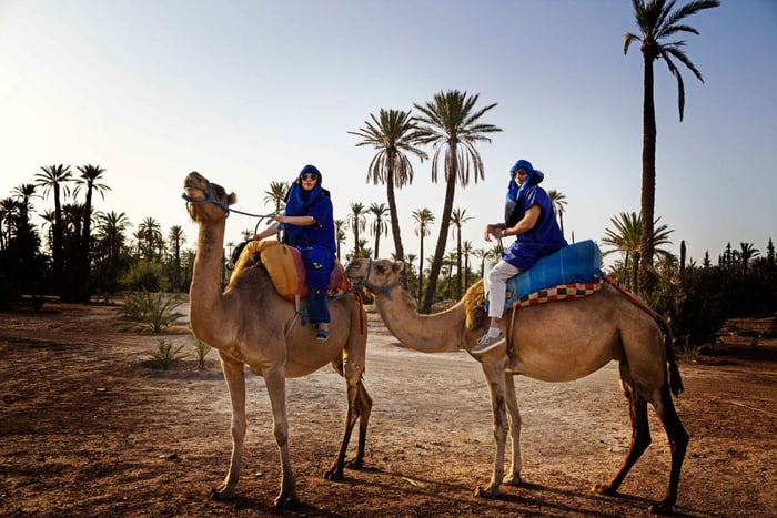 Marrakech: Halvdags kameltur i palmelunden