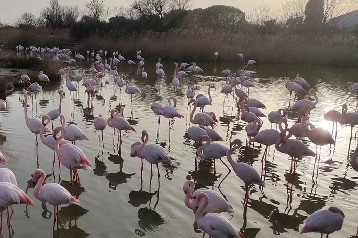 Marseille: Camargue 8 tunnin opastettu retki