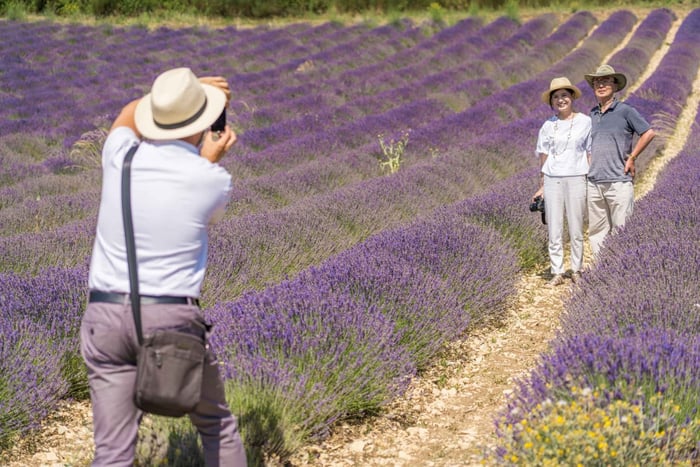 Desde Marsella: excursión a los campos de lavanda de Valensole desde el puerto de cruceros