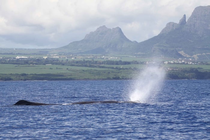 Black River: Dolphin Swim and Whale Watching by Speedboat: Dolphin Swim and Whale Watching by Speedboat
