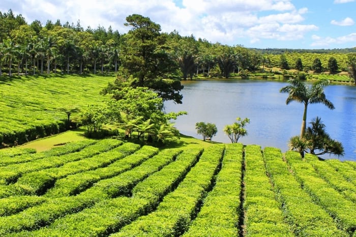 Discover the Mauritian Tea Route: With Crocodile Park