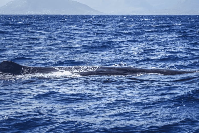 Dolphins & whale watching