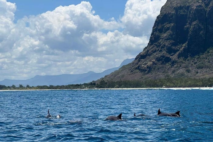 Milieuvriendelijke ontmoeting met dolfijnen + snorkelen & bezoek aan Crystal Rock