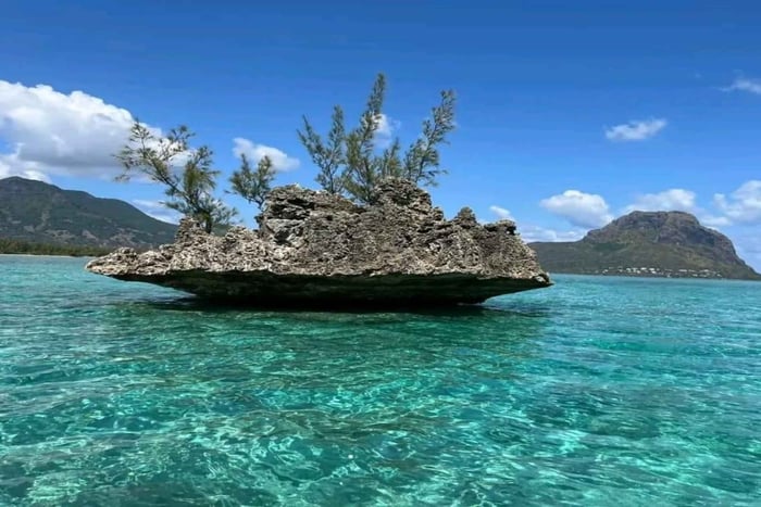 ile aux Benitier: Tour with dolphin watch & lunch