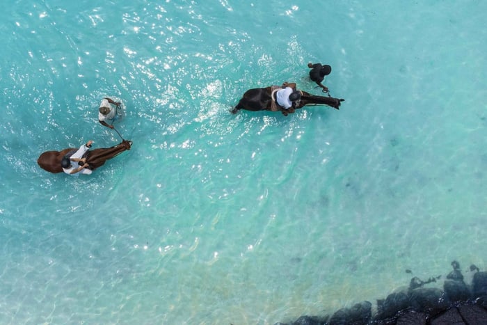 Mauritius: Ridning på stranden