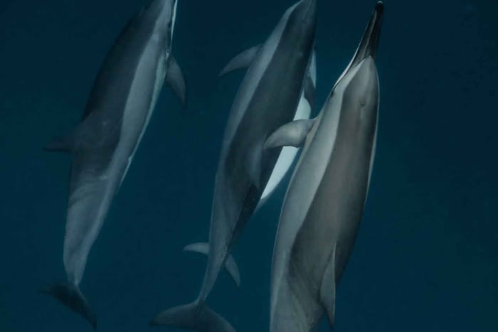 Maurice Le Morne : excursion écologique pour observer les dauphins
