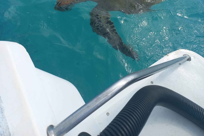 Mauritius: Snorkelen met schildpadden Le Transporteur speedboot