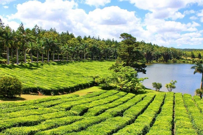 Mauritius: Tour guidato delle piantagioni di tè e zucchero con pranzo
