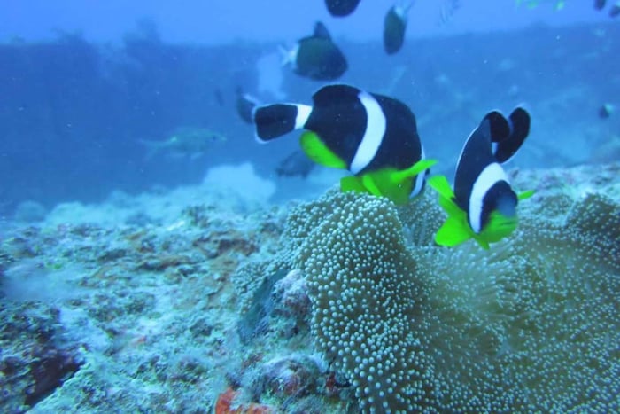 Mauritius: Trou-aux-Biches Schnorcheltour