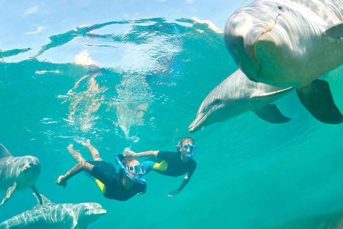 Ocean Symphony: de ontmoeting met dolfijnen en walvissen