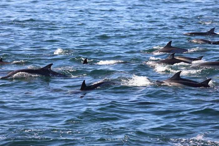 Plongée privée avec les dauphins. Masque, tubas et palmes fournis gratuitement.
