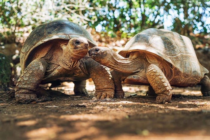 South Mauritius Tour with Crocodile Park & 23-Colored Earth