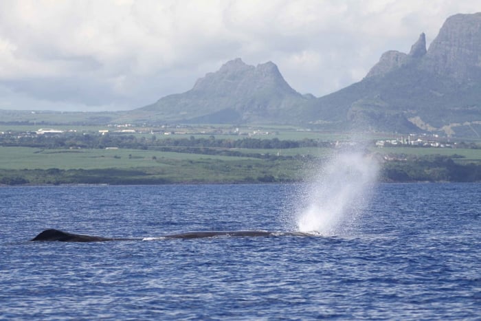 Black River: Dolphin Swim and Whale Watching by Speedboat: Dolphin Swim and Whale Watching by Speedboat