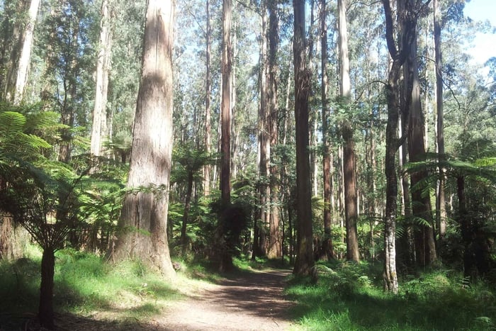 Depuis Melbourne : excursion privée d'une journée dans les Dandenong Ranges
