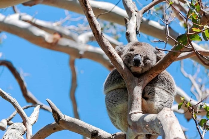 Från Dagsutflykt till Great Ocean Road med koalor