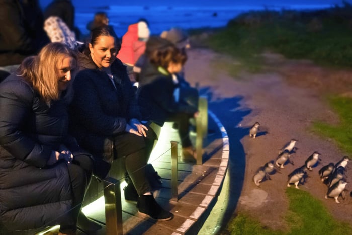 Vanuit Melbourne: Penguin Parade middagtour