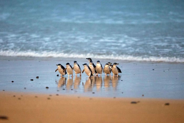 メルボルン発：フィリップ島ペンギンパレード＆コアラツアーへようこそ