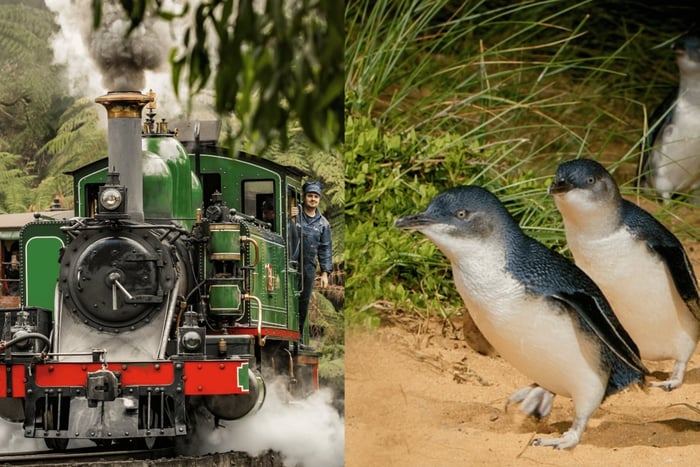 Desde Melbourne: Paquete combinado Puffing Billy y Pingüinos