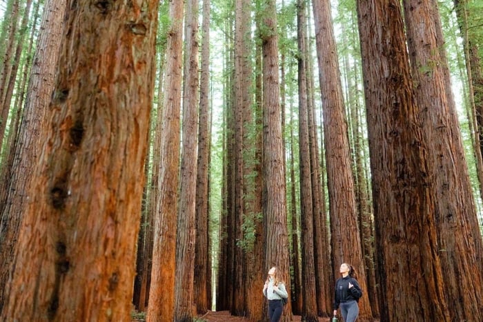 Fra Melbourne: Redwoods Forest & Yarra Valley Wine Tour