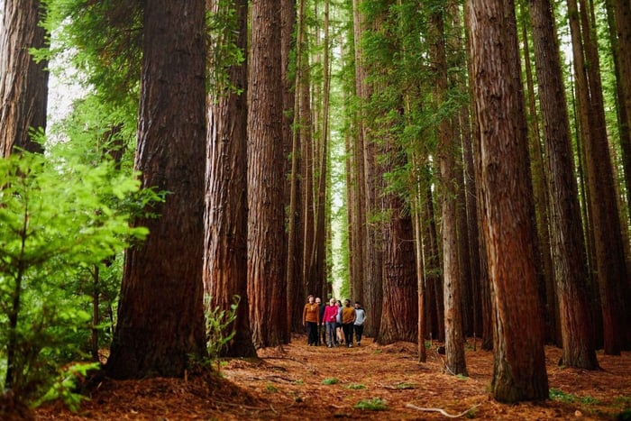 Fruktplockning och naturtur Yarra Valley och Warburton