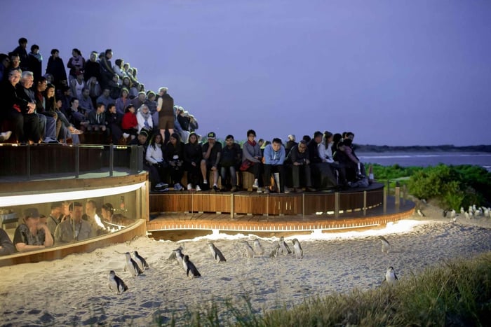 Tour di lusso di Phillip Island per famiglie ed esploratori (max 10 persone)