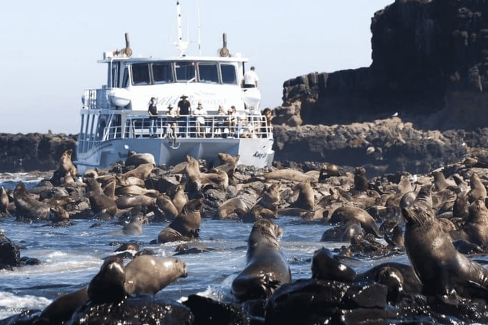 Melbourne : excursion à Phillip Island avec bus à arrêts multiples ou croisière pour observer les phoques