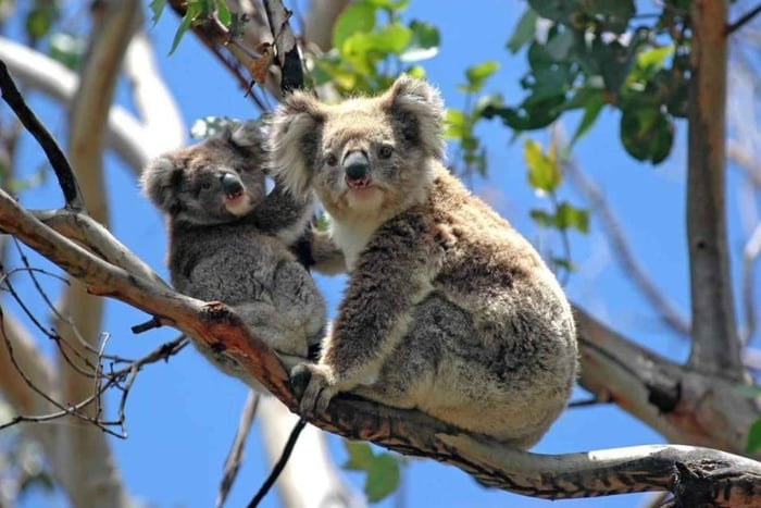 Melbourne: Recorridos privados por Phillip Island Penguin Parade