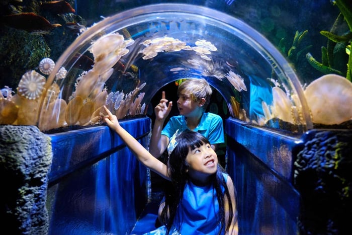 Melbourne: Indgangsbillet til SEA LIFE Aquarium