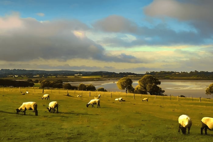 Phillip Island Heritage Farm, Sheepdog Show & Penguin Parade