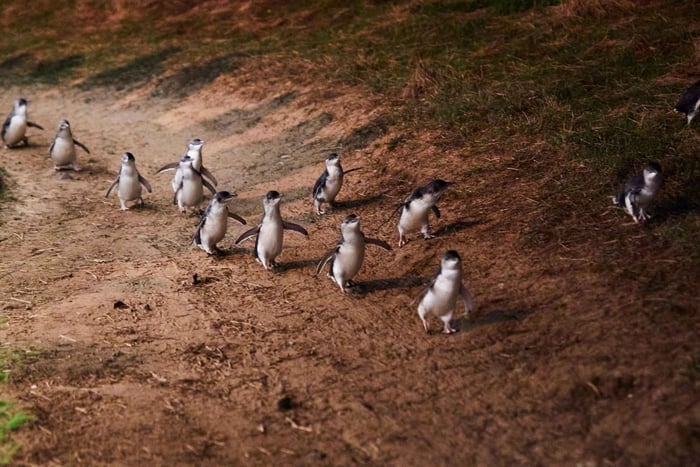 Phillip Island Penguin Direct Sunset Tour