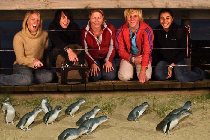Phillip Island Penguin Parade Afternoon Tour fra Melbourne
