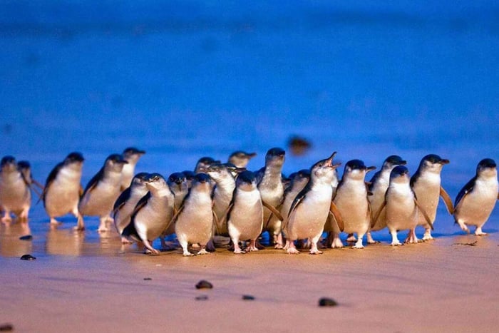 Phillip Island Penguin Parade med ekspert lokal guide