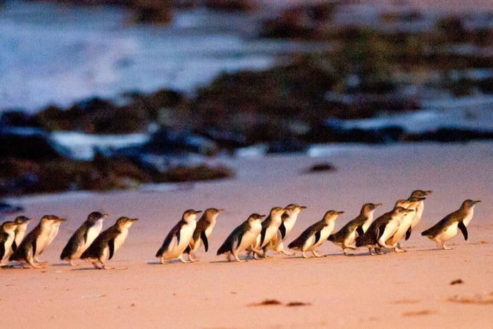 Phillip Island: wijn, wilde dieren en pinguïns met een gastronomisch feestmaal