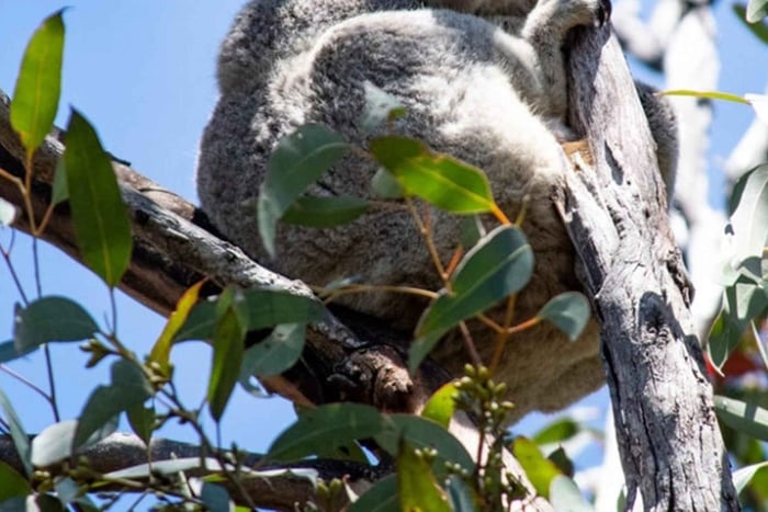 Twelve Apostles&Great Ocean Road,Find Koala Tour