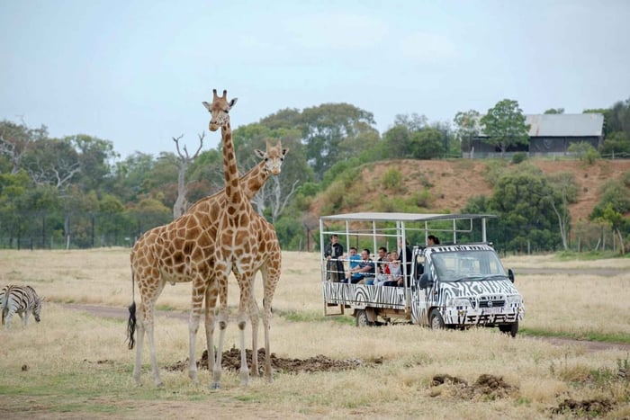 Werribee Open Range Zoo: Inngangsbillett