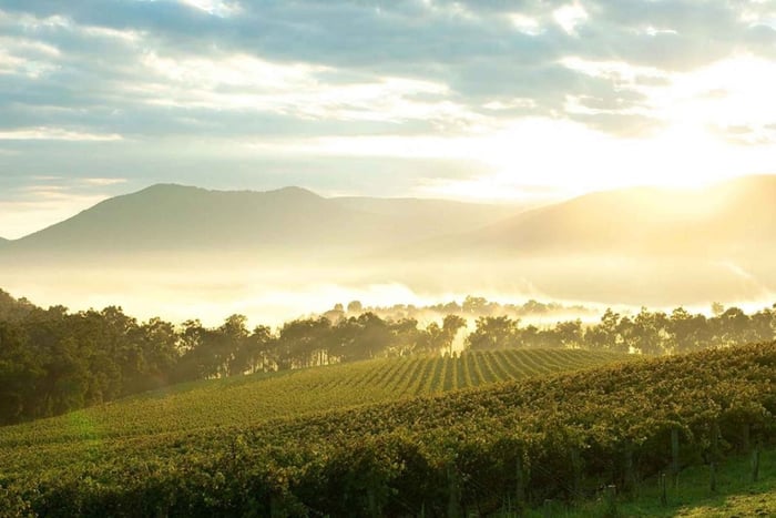 Melbourne : visite d'une journée privée des vignobles de la vallée de Yarra