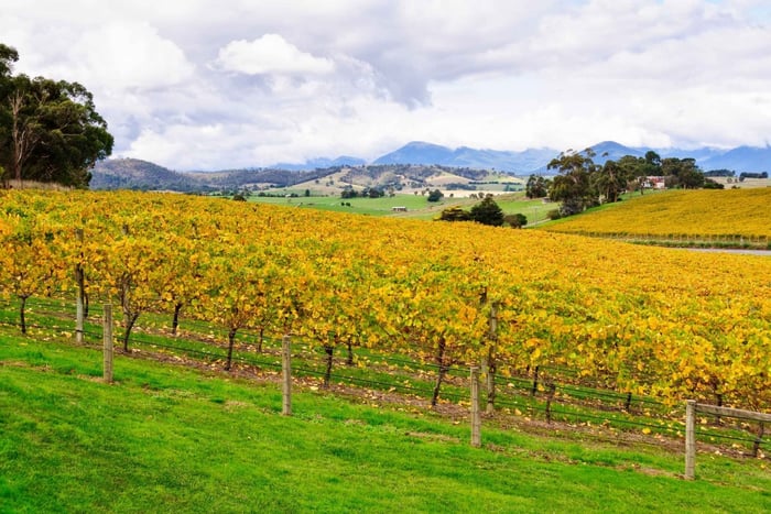 Yarra Valley Full Day Grazing Tour: Gin, Wine, Pizza, Cheese