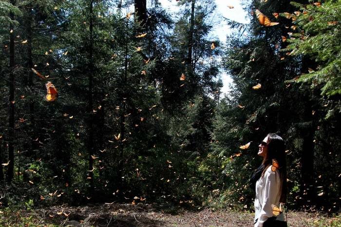 From Mexico City: 7-Day Monarch Butterfly Tour