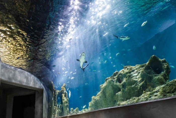 Mexico City: Entry Ticket to Acuario Michin