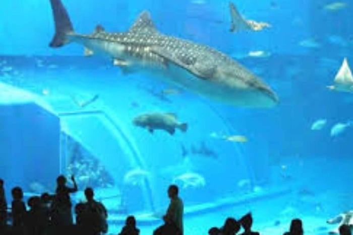 Mexico City: Inbursa Aquarium Entry with Hotel Transfer