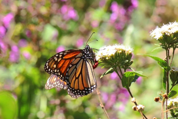 Monarch Butterflies in Sierra Chincua and Tlalpujahua, from Mexico City