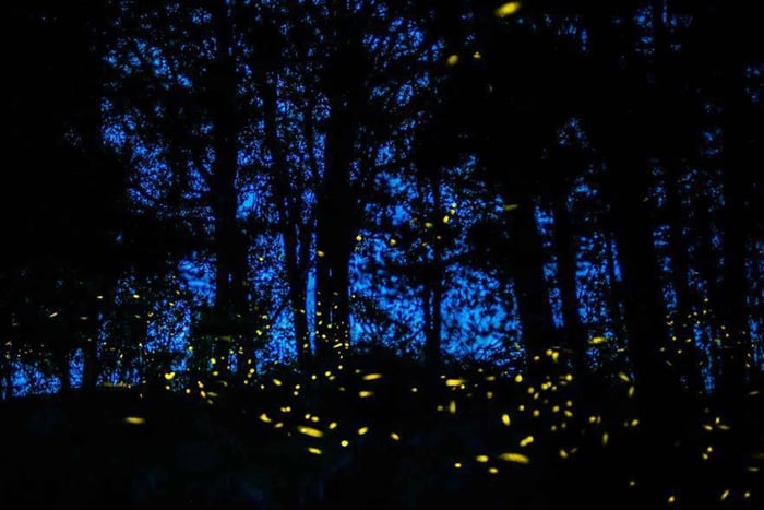 Tour of Tlaxcala and Sanctuary of the Fireflies