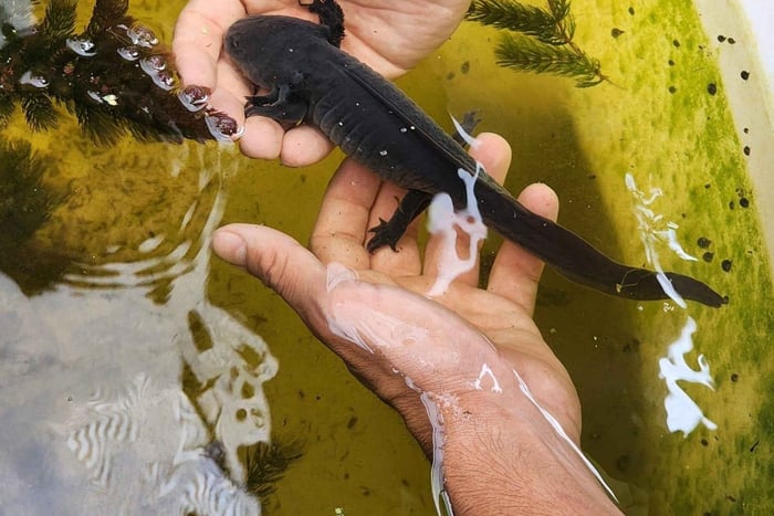 Xochimilco: Bådtur til chinampa og axolotl