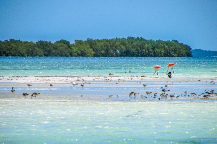 Cancún/Playa del Carmen: Excursión a Isla Holbox