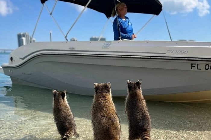 Miami Boat Tour to Raccoon Island and Sandbar (Private 2 or 4 Hr)