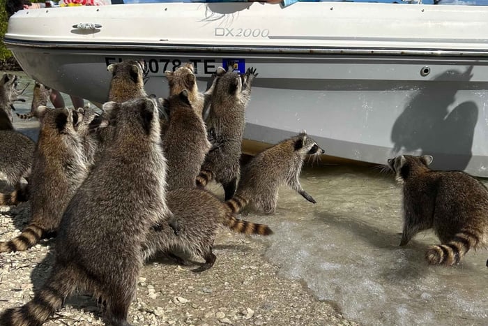 Wildlife Boat Tour to Raccoon Island with Captain