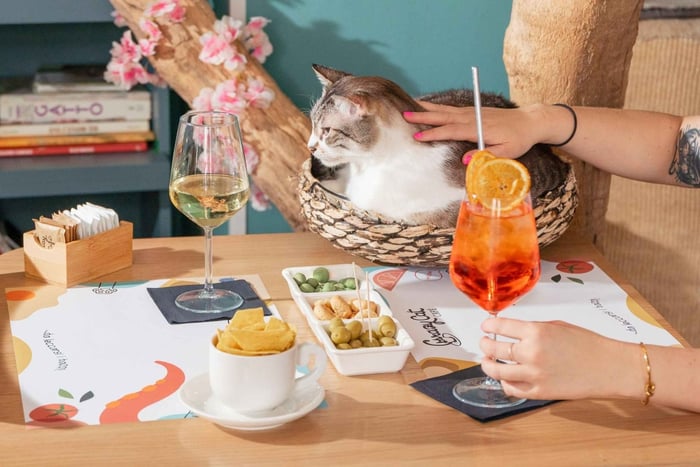 Aperitif with tapas and drink among the cats at the Crazy Cat Café in Milan